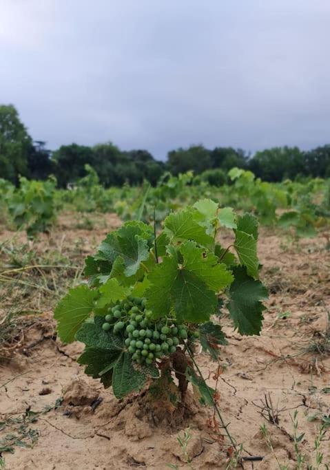 Domaine Villecarla Villedubert ภายนอก รูปภาพ